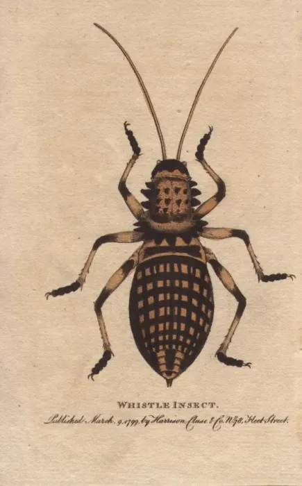 Gerahmter Druck : Rasselwanze, Eugaster spinulosa Gerahmter Druck : Rasselwanze, Eugaster spinulosa