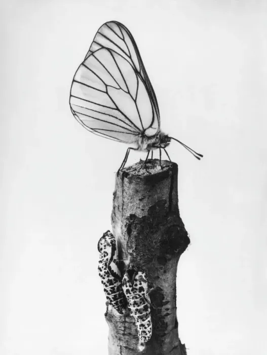 Gerahmter Druck : Weißer Schmetterling Gerahmter Druck : Weißer Schmetterling