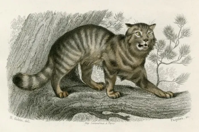 Gerahmter Druck : WILD CAT. Versuche nicht, dieses süße kleine Katzenmaul unter die Nase zu reiben