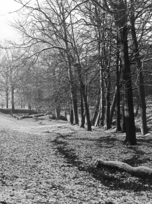Gerahmter Druck : Winterliche Wälder