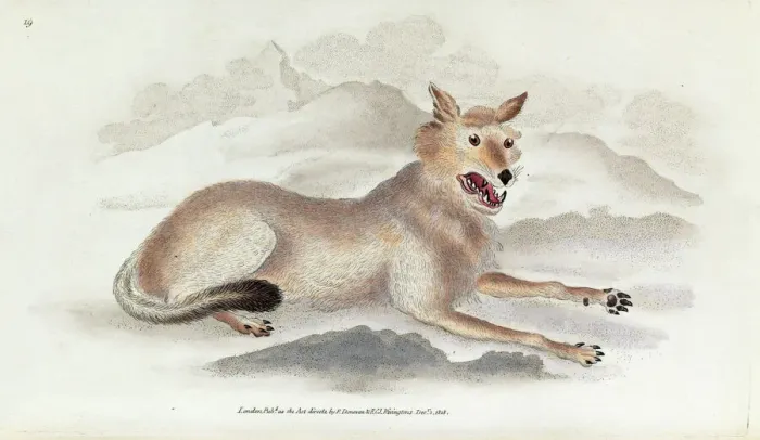 Gerahmter Druck : Der Wolf von Edward Donovan Gerahmter Druck : Der Wolf von Edward Donovan
