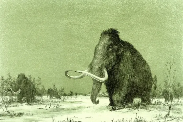 Gerahmter Druck : Wollmammut Gerahmter Druck : Wollmammut