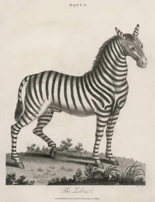 Gerahmter Druck : Zebra 1803 Gerahmter Druck : Zebra 1803