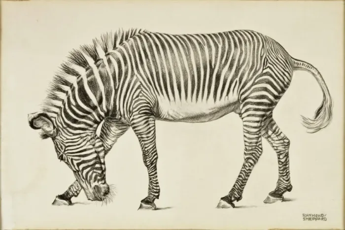 Gerahmter Druck : Ein Zebras Gerahmter Druck : Ein Zebras