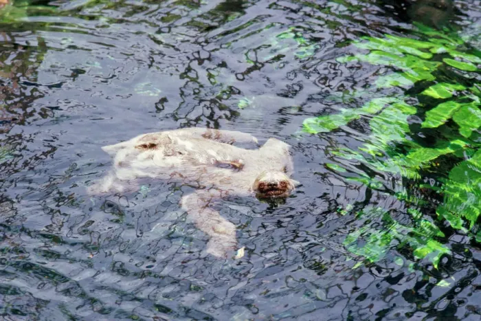 Gerahmter Druck : Dreifuß-Schweinchen - Schwimmen Gerahmter Druck : Dreifuß-Schweinchen - Schwimmen