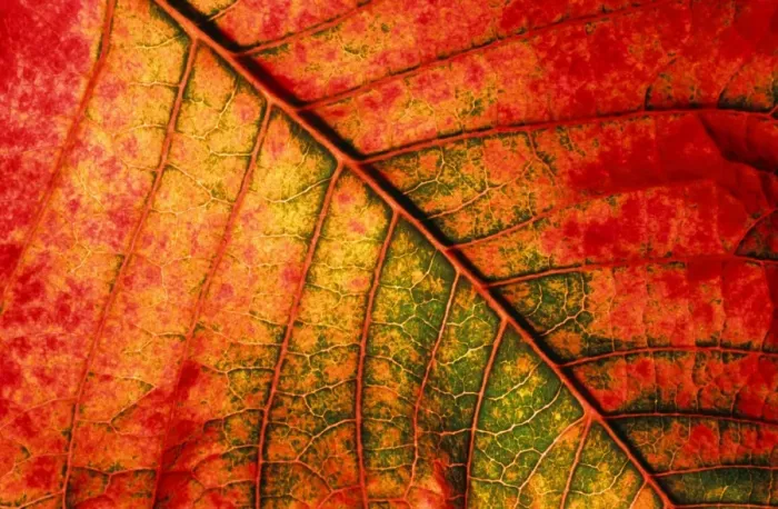 Gerahmter Druck : Herbstblatt - Unterseite des Blatts Gerahmter Druck : Herbstblatt - Unterseite des Blatts