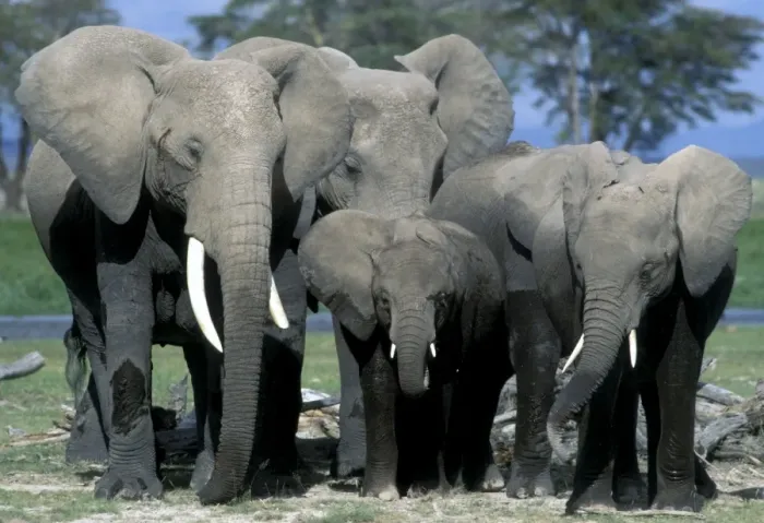 Gerahmter Druck : Afrikanischer Elefant - Herde Gerahmter Druck : Afrikanischer Elefant - Herde