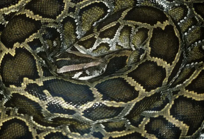 Gerahmter Druck : Afrikanischer Riesenpython in geschlungenem Zustand Gerahmter Druck : Afrikanischer Riesenpython in geschlungenem Zustand