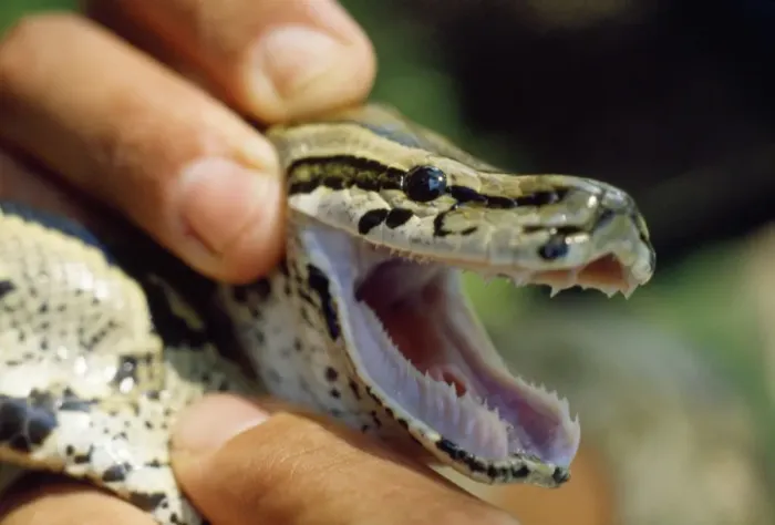 Gerahmter Druck : Afrikanischer Riesenpython - mit offenen Zähnen Gerahmter Druck : Afrikanischer Riesenpython - mit offenen Zähnen