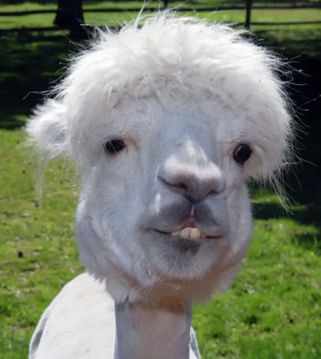 Gerahmter Druck : Alpaca. Pat Morris - PM 10663, Alpaka Vicuña Pacos Gerahmter Druck : Alpaca. Pat Morris - PM 10663, Alpaka Vicuña Pacos