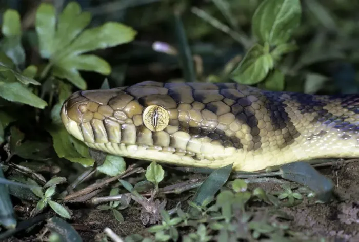 Gerahmter Druck : Ammonit / Amonitin / Skrub-Python - Näherung des Kopfes Gerahmter Druck : Ammonit / Amonitin / Skrub-Python - Näherung des Kopfes