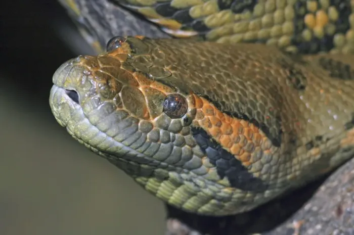 Gerahmter Druck : Kopf einer Anaconda