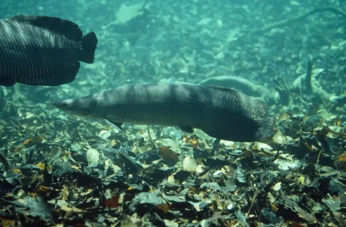 Gerahmter Druck : Pirarucufisch des Amazonas Gerahmter Druck : Pirarucufisch des Amazonas