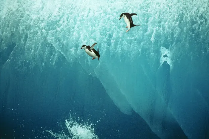 Gerahmter Druck : Kopfbandpinguin Gerahmter Druck : Kopfbandpinguin