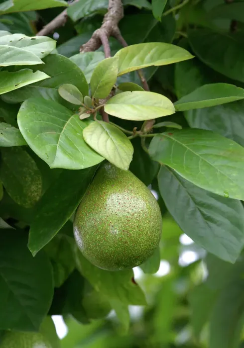 Gerahmter Druck : Avocado. Wat 8974 Avocado Venezuela Persea americana von M Gerahmter Druck : Avocado. Wat 8974 Avocado Venezuela Persea americana von M