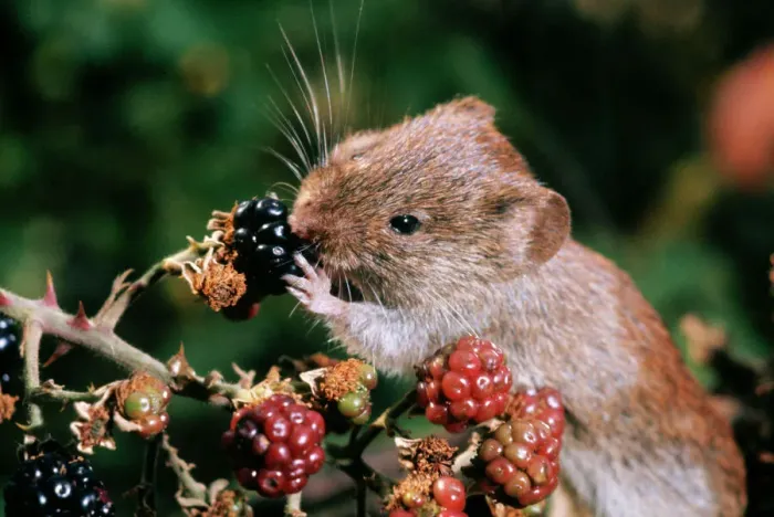 Gerahmter Druck : Bankvogel - von schwarzen Beeren fressend Gerahmter Druck : Bankvogel - von schwarzen Beeren fressend