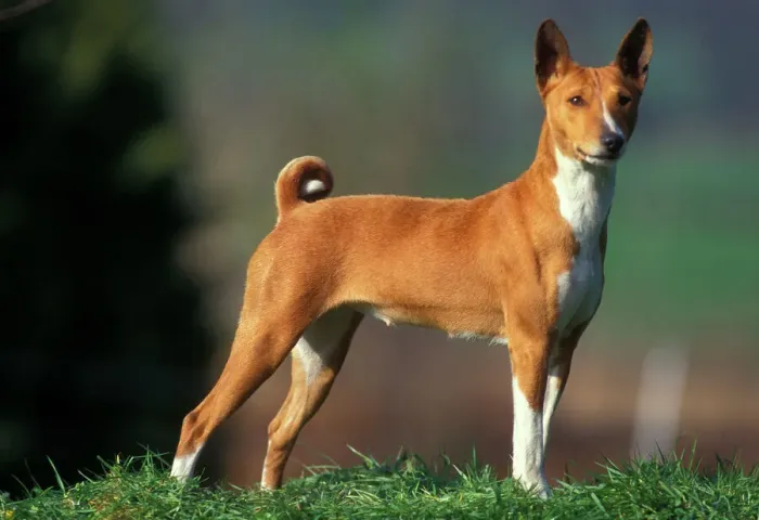 Gerahmter Druck : Afrikanischer Hund Gerahmter Druck : Afrikanischer Hund