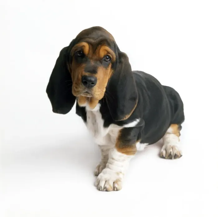 Gerahmter Druck : Basen-Hunddog Gerahmter Druck : Basen-Hunddog