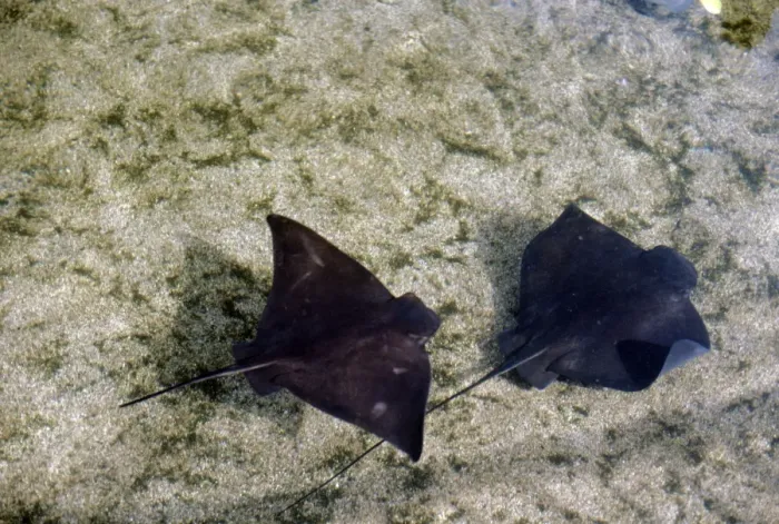 Gerahmter Druck : Fledermaus
