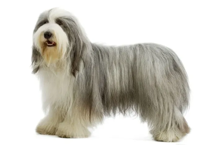 Gerahmter Druck : Bartgezogener Hund Gerahmter Druck : Bartgezogener Hund