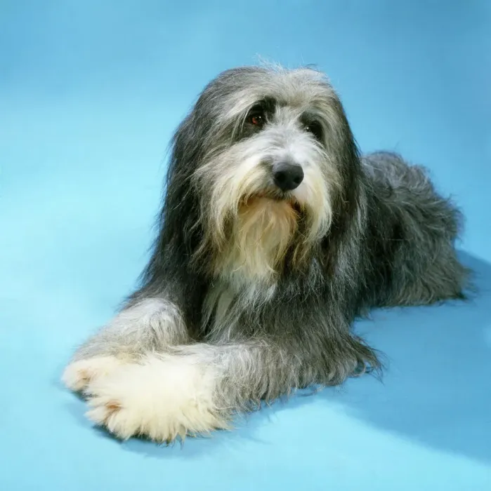 Gerahmter Druck : Bartgezogener Hund Gerahmter Druck : Bartgezogener Hund