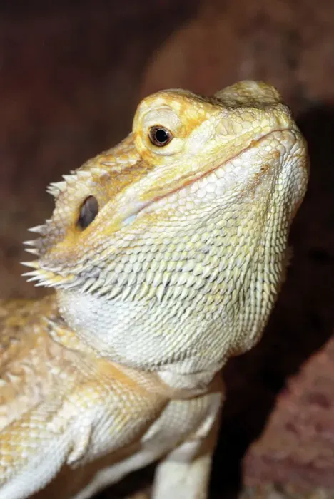 Gerahmter Druck : Bartgecko - Australien Gerahmter Druck : Bartgecko - Australien