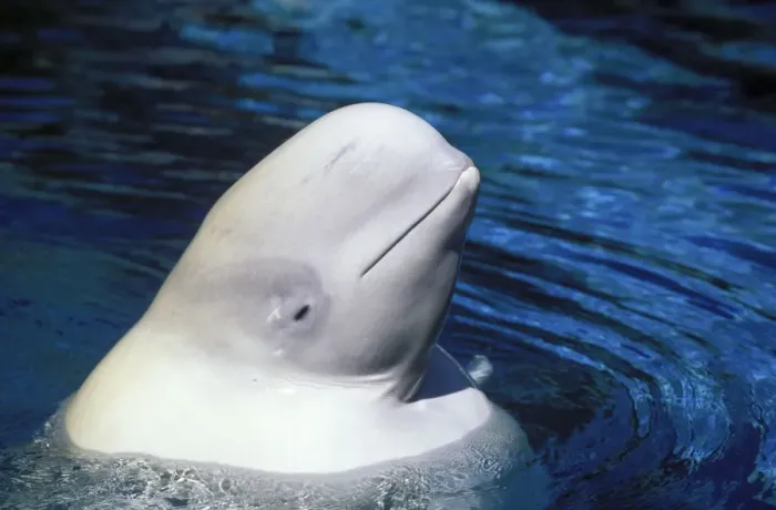 Gerahmter Druck : Beluga. FG-cu-595 Beluga Delphinapterus leucas Francois Gohier Beachten Sie Gerahmter Druck : Beluga. FG-cu-595 Beluga Delphinapterus leucas Francois Gohier Beachten Sie