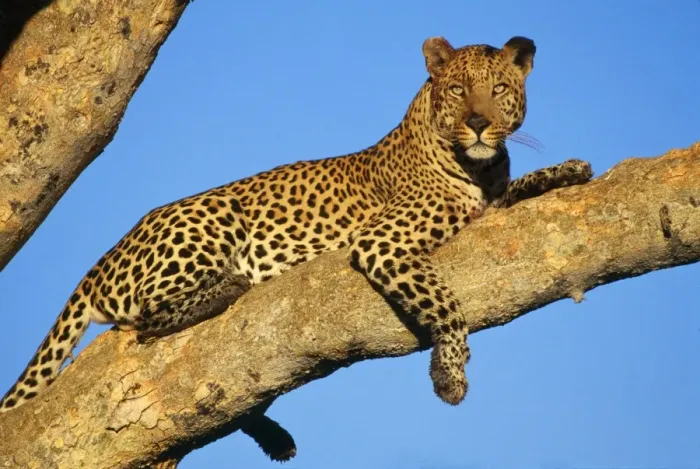 Gerahmter Druck : Leopard. HAY-5 LEOPARDE - LYEN AUF EINEM BAUMZWEIG PANthera pardus Hayden Gerahmter Druck : Leopard. HAY-5 LEOPARDE - LYEN AUF EINEM BAUMZWEIG PANthera pardus Hayden