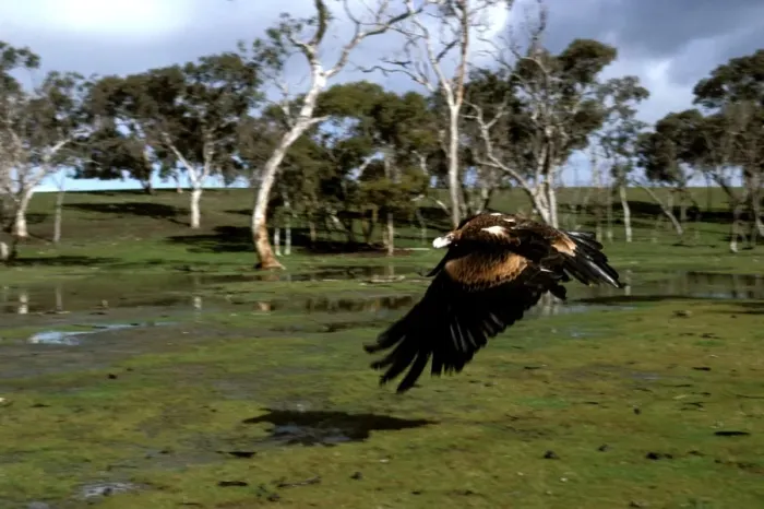 Gerahmter Druck : BIR00143. AUS-179 Raufwangenadler im Flug, Südaustralien Aquila audax Nicholas