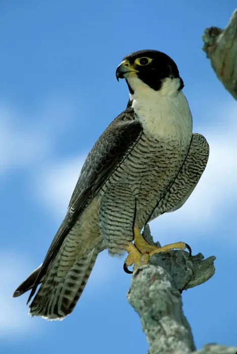 Gerahmter Druck : BIR00293. Eine AUS-182 Perdewengefalke (Falco peregrinus) - Weibliche Gerahmter Druck : BIR00293. Eine AUS-182 Perdewengefalke (Falco peregrinus) - Weibliche