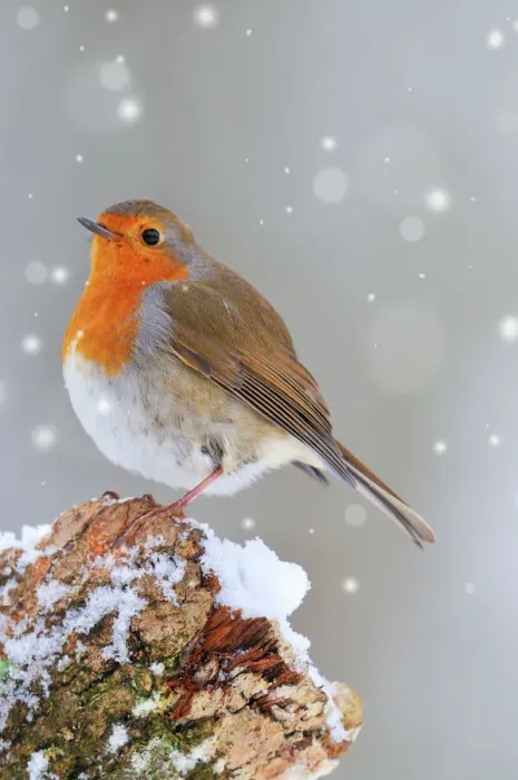 Gerahmter Druck : Vogel, Robin Digitale Manipulation: Fallender Schnee Gerahmter Druck : Vogel, Robin Digitale Manipulation: Fallender Schnee