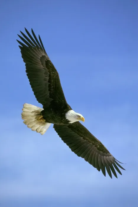 Gerahmter Druck : Bald Eule - Im Flug BE5535 Gerahmter Druck : Bald Eule - Im Flug BE5535