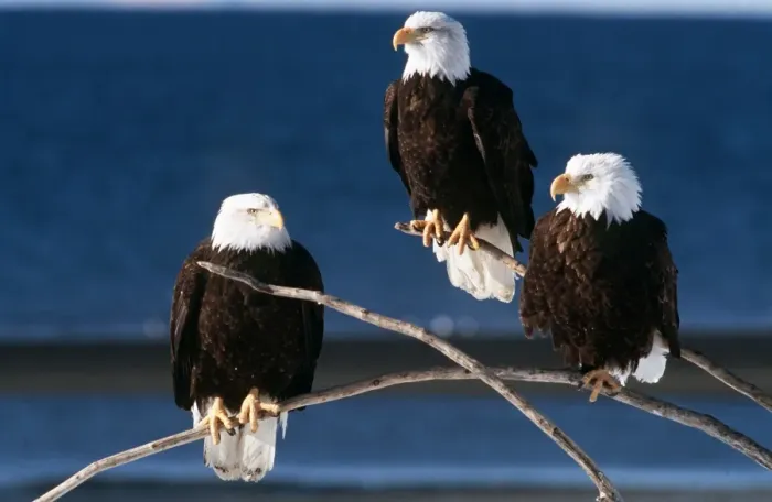 Gerahmter Druck : Bald Eagle - dreimal auf drei Zweigen Gerahmter Druck : Bald Eagle - dreimal auf drei Zweigen