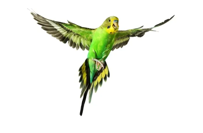 Gerahmter Druck : Budgerigär, im Flug Gerahmter Druck : Budgerigär, im Flug