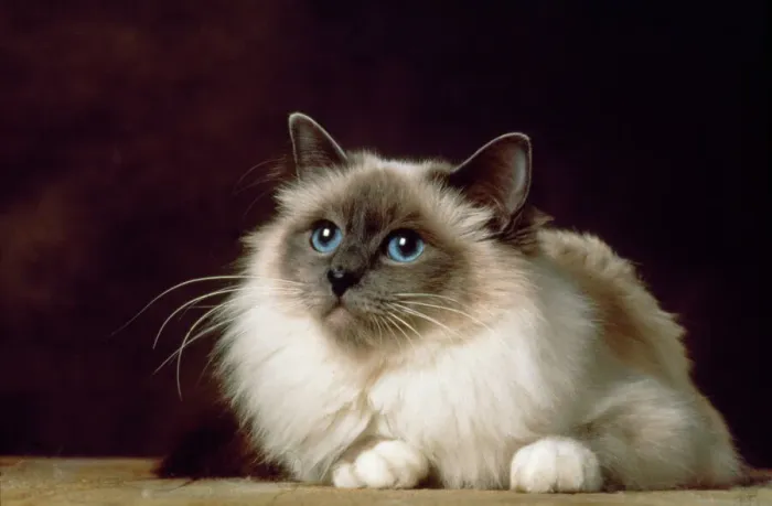 Gerahmter Druck : Birma blauer Punktkatze Gerahmter Druck : Birma blauer Punktkatze