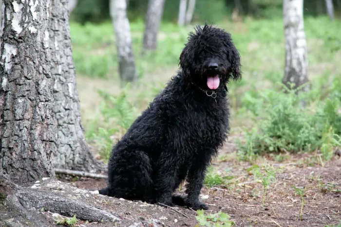 Gerahmter Druck : Schwarzer Labradoodlesitzt neben einem Baum Gerahmter Druck : Schwarzer Labradoodlesitzt neben einem Baum