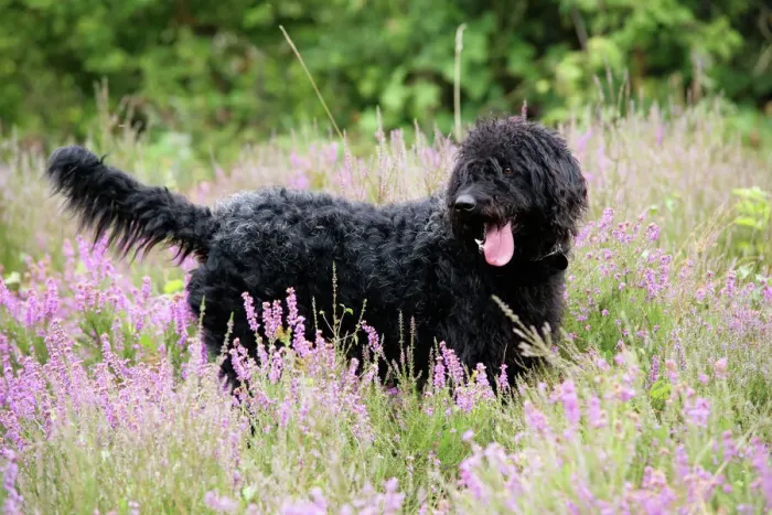 Gerahmter Druck : Schwarzer Labradoodles steht im Feld Gerahmter Druck : Schwarzer Labradoodles steht im Feld
