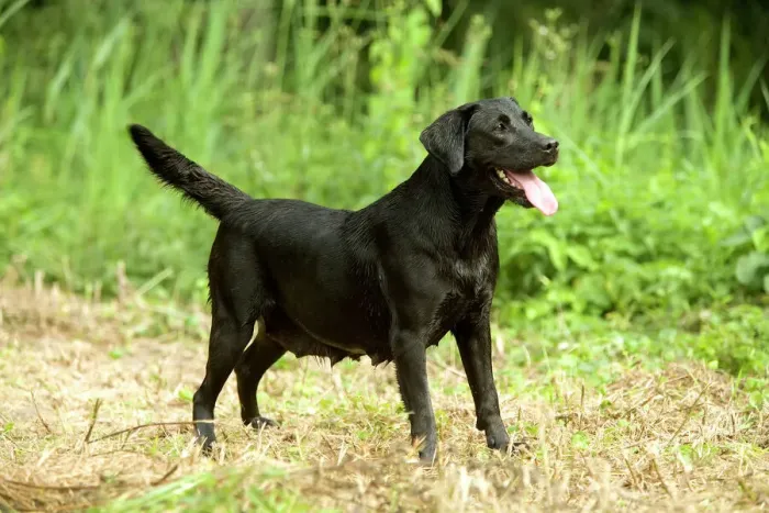 Gerahmter Druck : Schwarzer Labrador Gerahmter Druck : Schwarzer Labrador