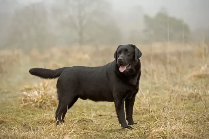 Gerahmter Druck : Schwarzer Labradorschaf Gerahmter Druck : Schwarzer Labradorschaf