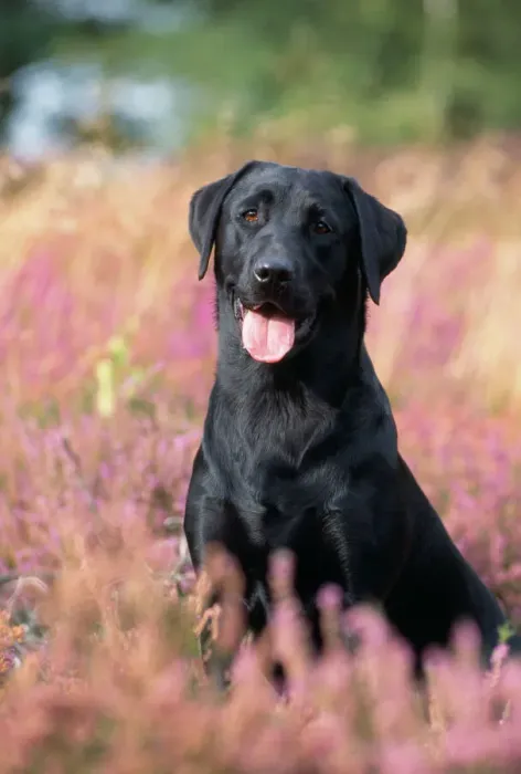 Gerahmter Druck : Schwarzer Labradorschaf Gerahmter Druck : Schwarzer Labradorschaf