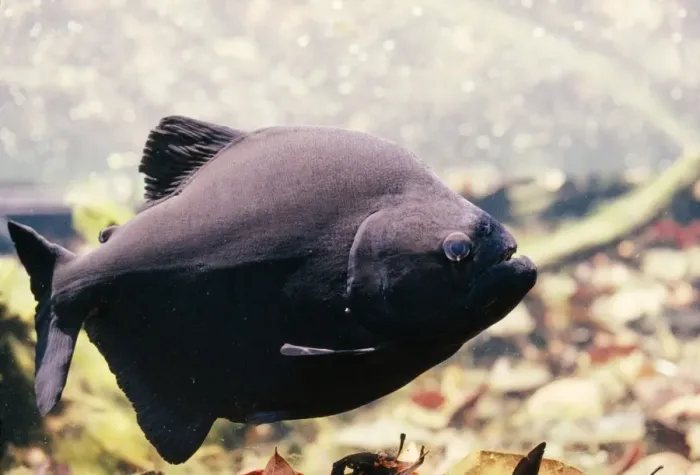 Gerahmter Druck : Schwarze Ameis-Piranja Gerahmter Druck : Schwarze Ameis-Piranja