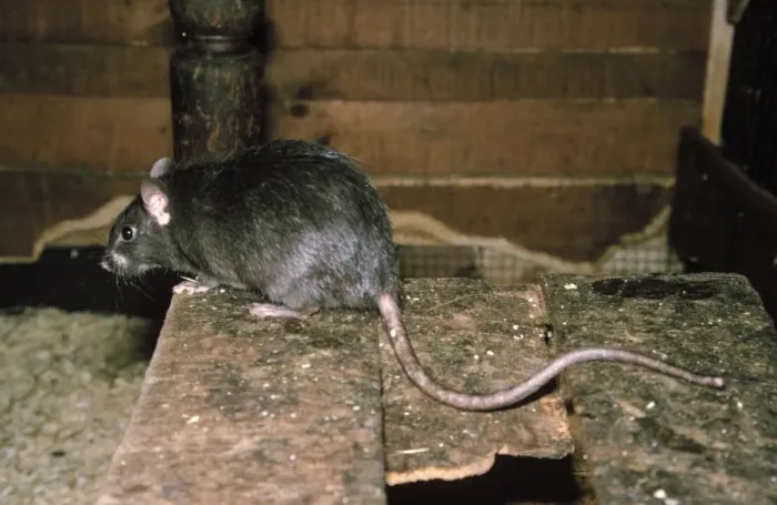 Gerahmter Druck : Schwarzer Rattenschiff-Rat Gerahmter Druck : Schwarzer Rattenschiff-Rat