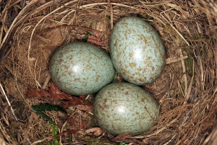 Gerahmter Druck : Schwarzbird - Eier im Nest Gerahmter Druck : Schwarzbird - Eier im Nest