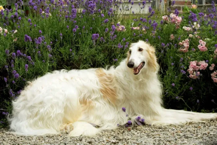 Gerahmter Druck : Russischer Wolfsdog Gerahmter Druck : Russischer Wolfsdog