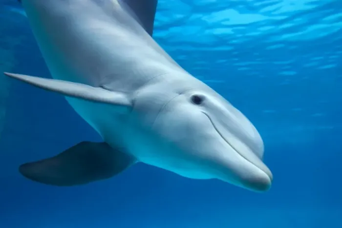 Gerahmter Druck : Delfinbärtiger Wal (Unter Wasser)