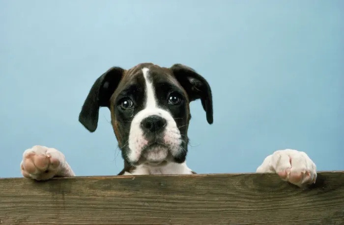 Gerahmter Druck : Boxer Dog. JD-4825 Boxerhund auf einer Kante von John Daniels Beachten Sie Gerahmter Druck : Boxer Dog. JD-4825 Boxerhund auf einer Kante von John Daniels Beachten Sie