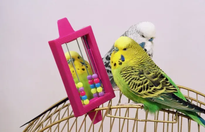 Gerahmter Druck : Budgerigar