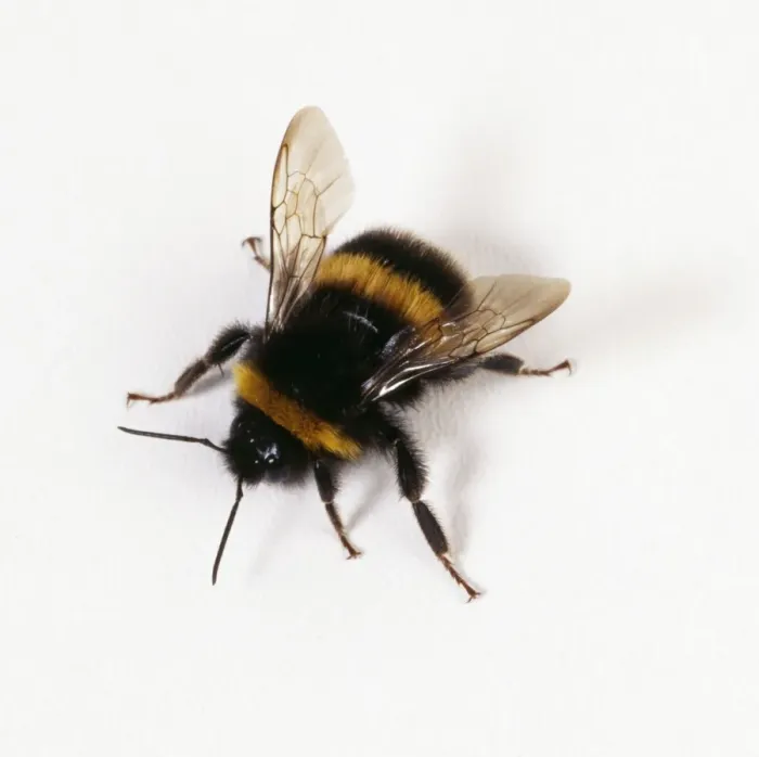 Gerahmter Druck : Bienenbiene Gerahmter Druck : Bienenbiene