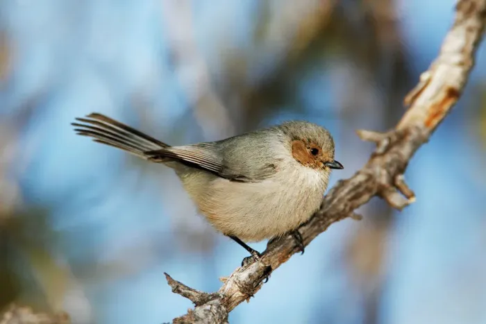 Gerahmter Druck : Bushtit. JZ-2524 Buschtit USA Psaltria minimus Jim Zip Bitte beachten Sie Gerahmter Druck : Bushtit. JZ-2524 Buschtit USA Psaltria minimus Jim Zip Bitte beachten Sie
