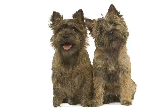 Gerahmter Druck : Zwei Cairn Terrier Gerahmter Druck : Zwei Cairn Terrier